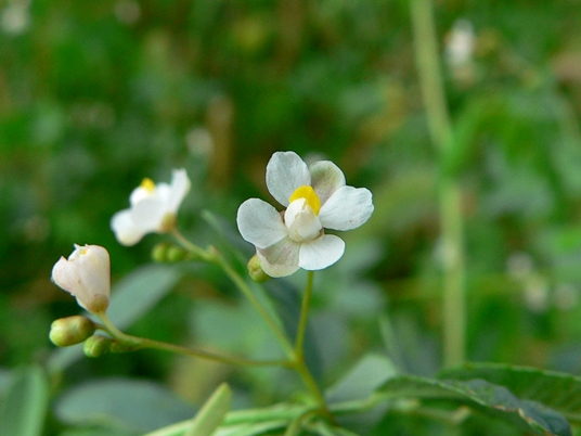 {Cardiospermum halicacabum}